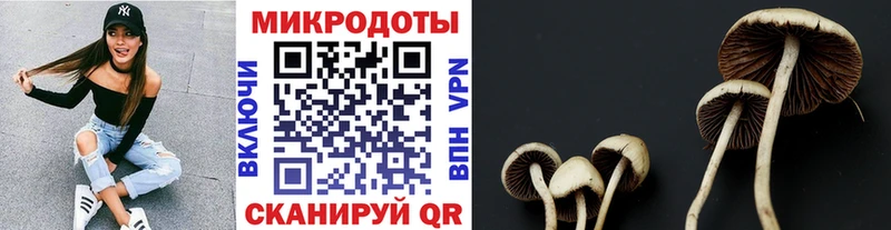 Галлюциногенные грибы Psilocybe  Купить закладки  Петушки 